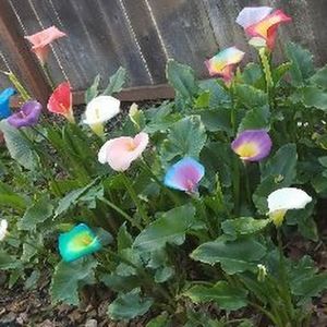 Meet your Posher, Breanna